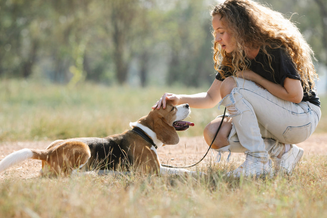 The Importance of Early Dog Training