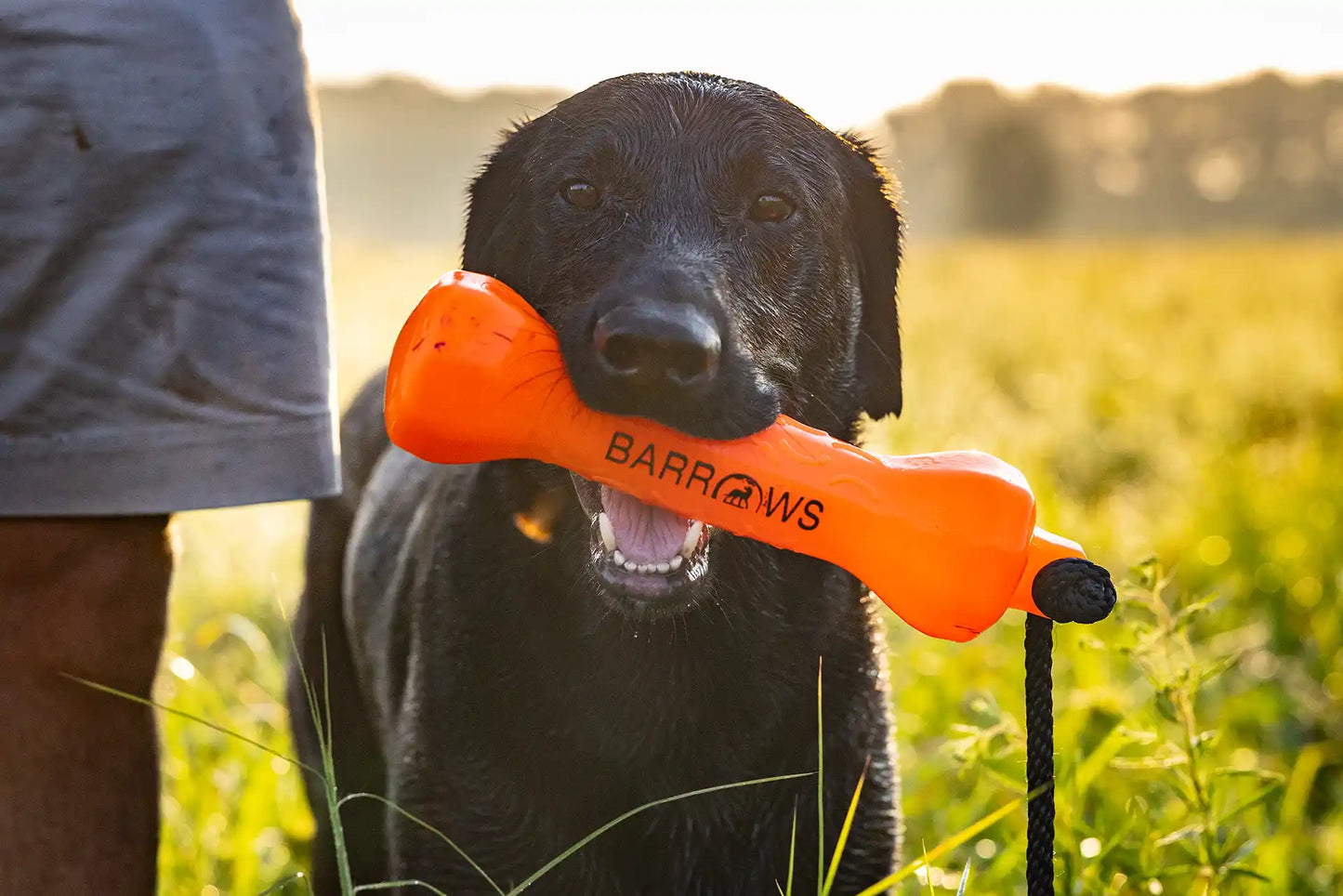 Orange Dog Training Bumper