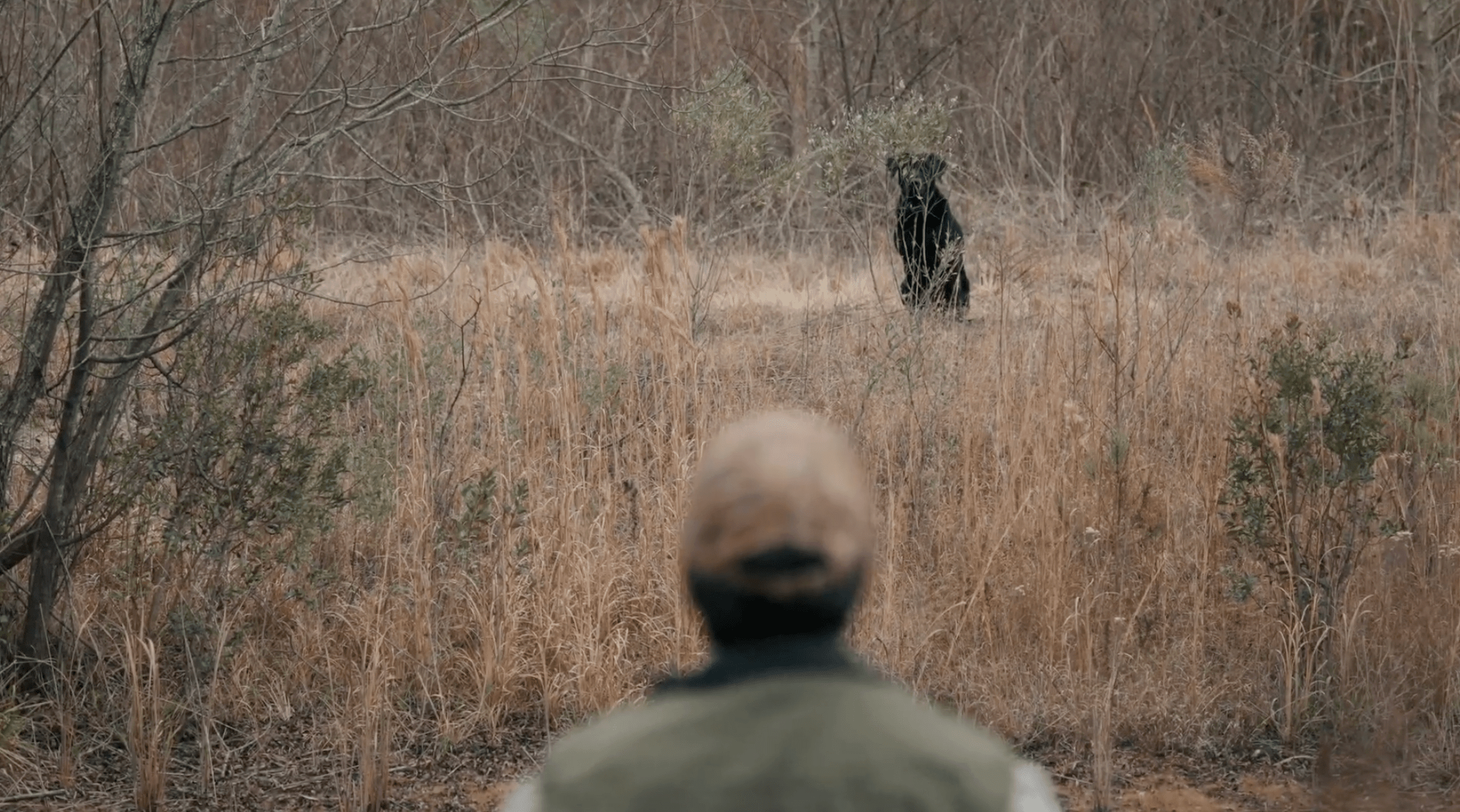 Building Confidence in Your Dog with Simple Cover Drills