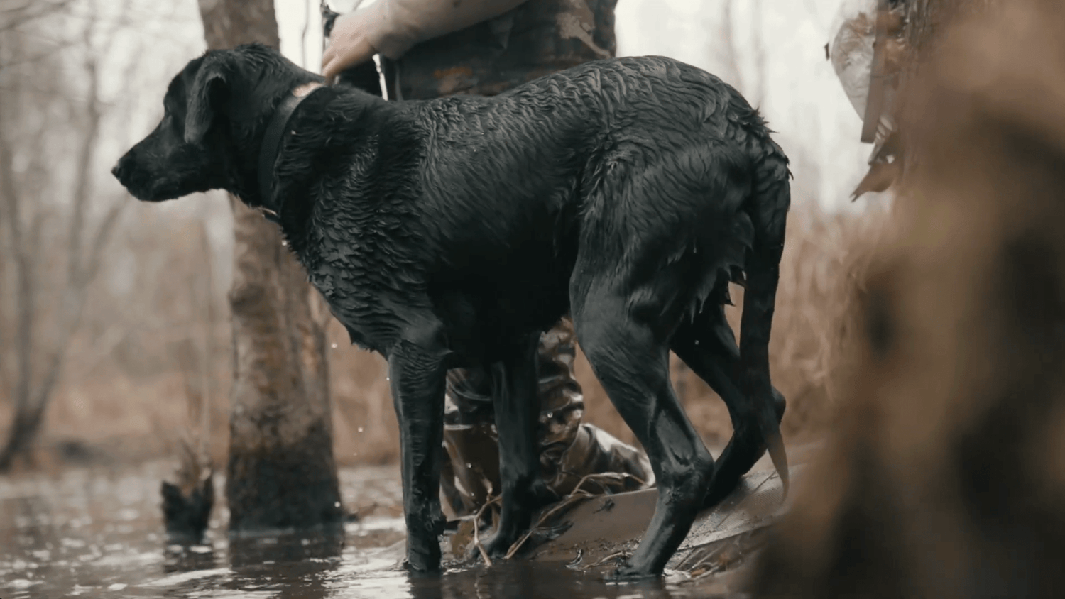 Handling Crippled Birds: Why Control Matters in a Hunting Retriever - Barrows Outdoor