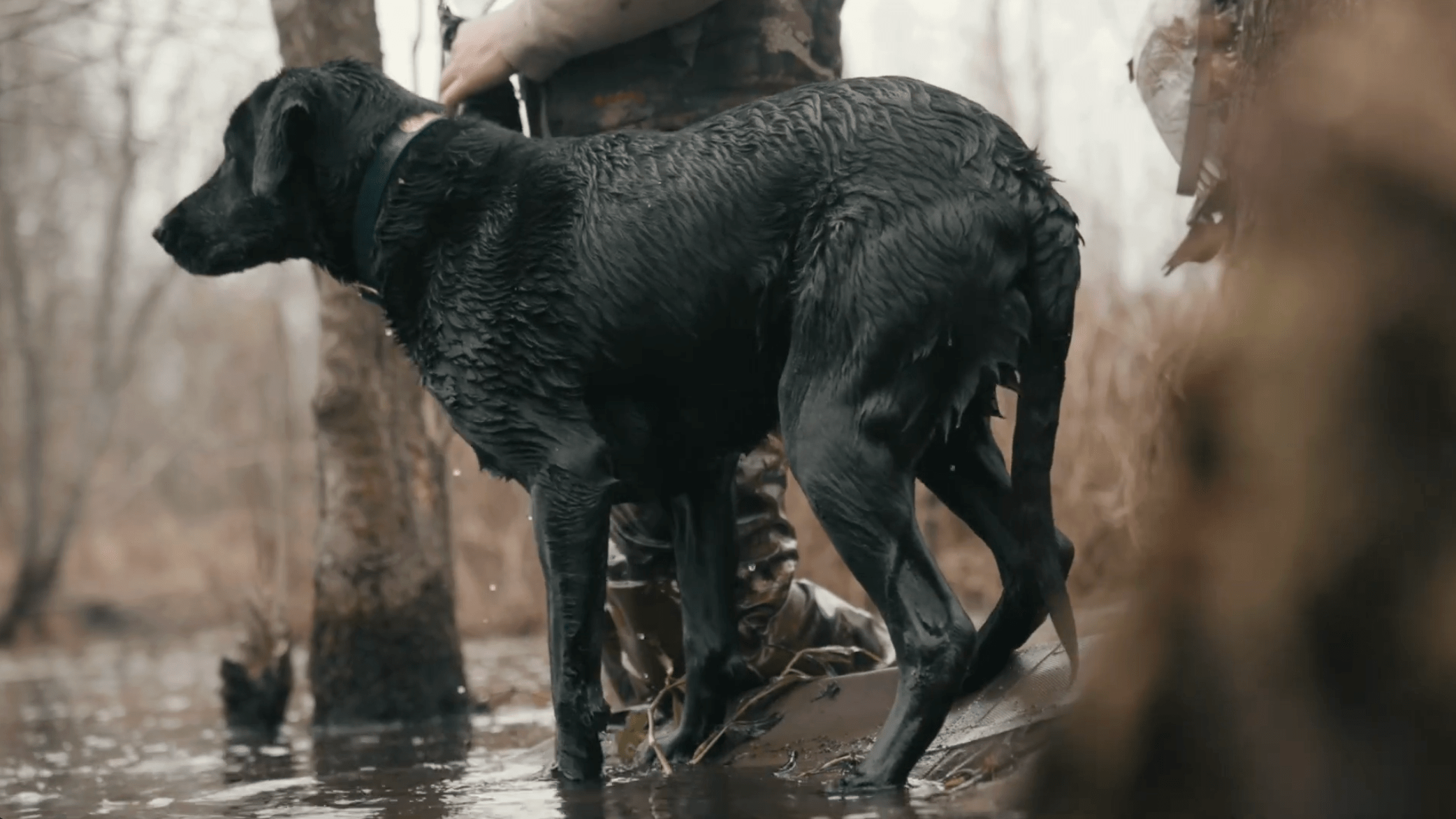 Handling Crippled Birds: Why Control Matters in a Hunting Retriever - Barrows Outdoor