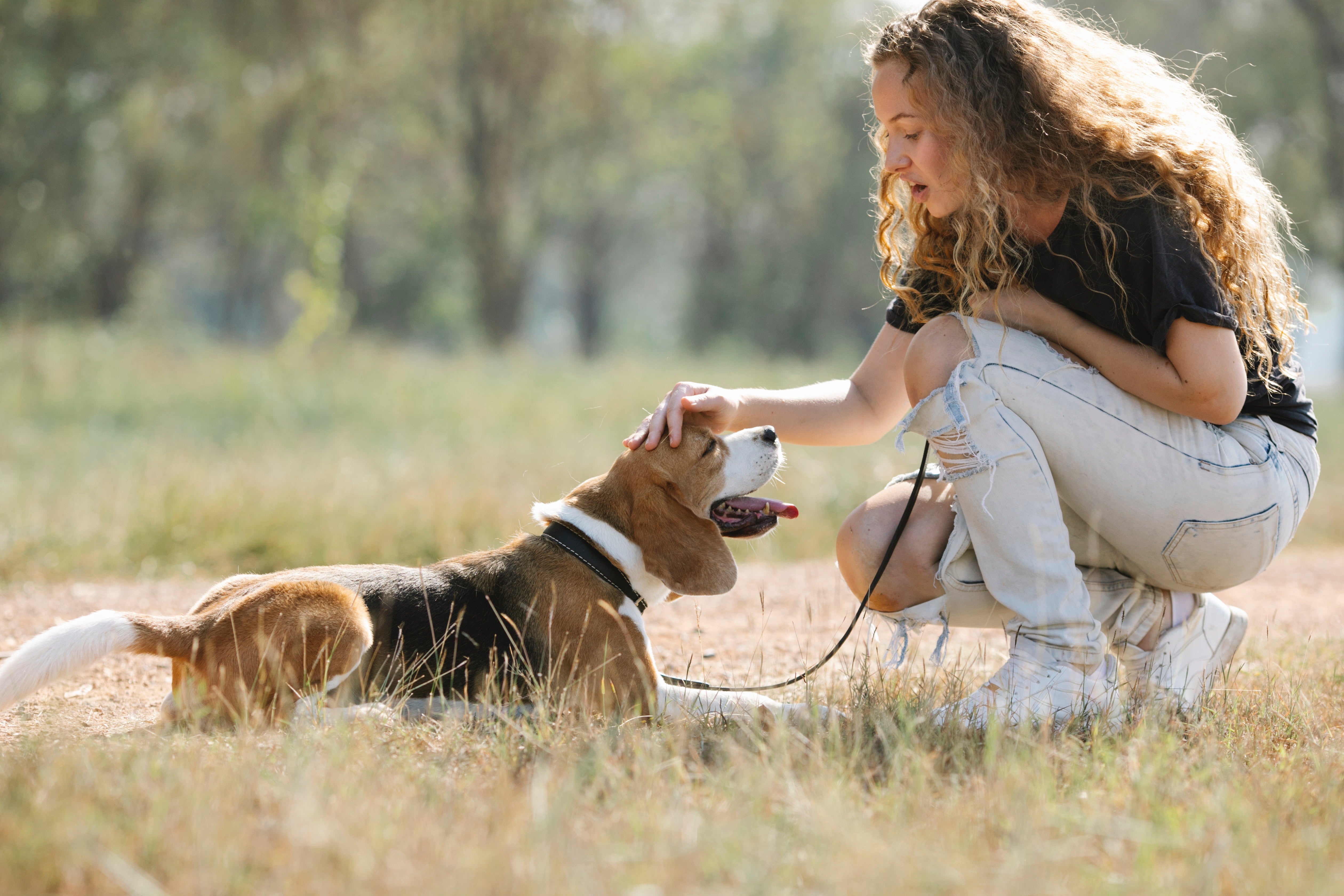 The Importance of Early Dog Training - Barrows Outdoor