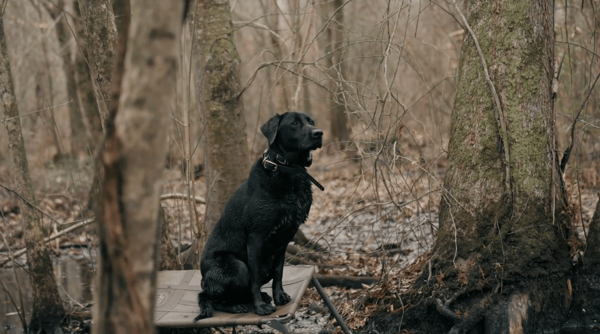 Training Your Retriever to Work from a Remote Sit - Barrows Outdoor