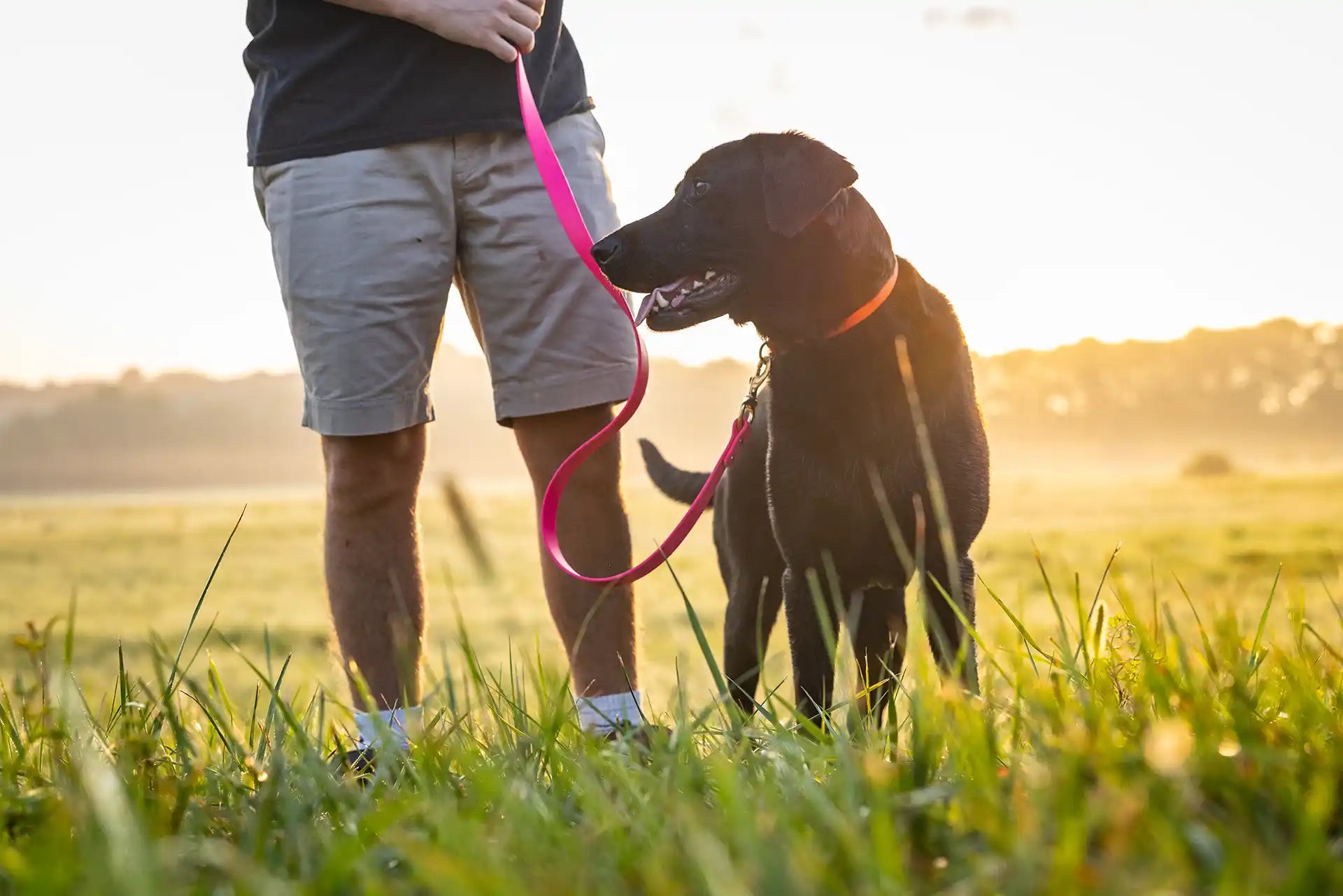 Leashes & Leads