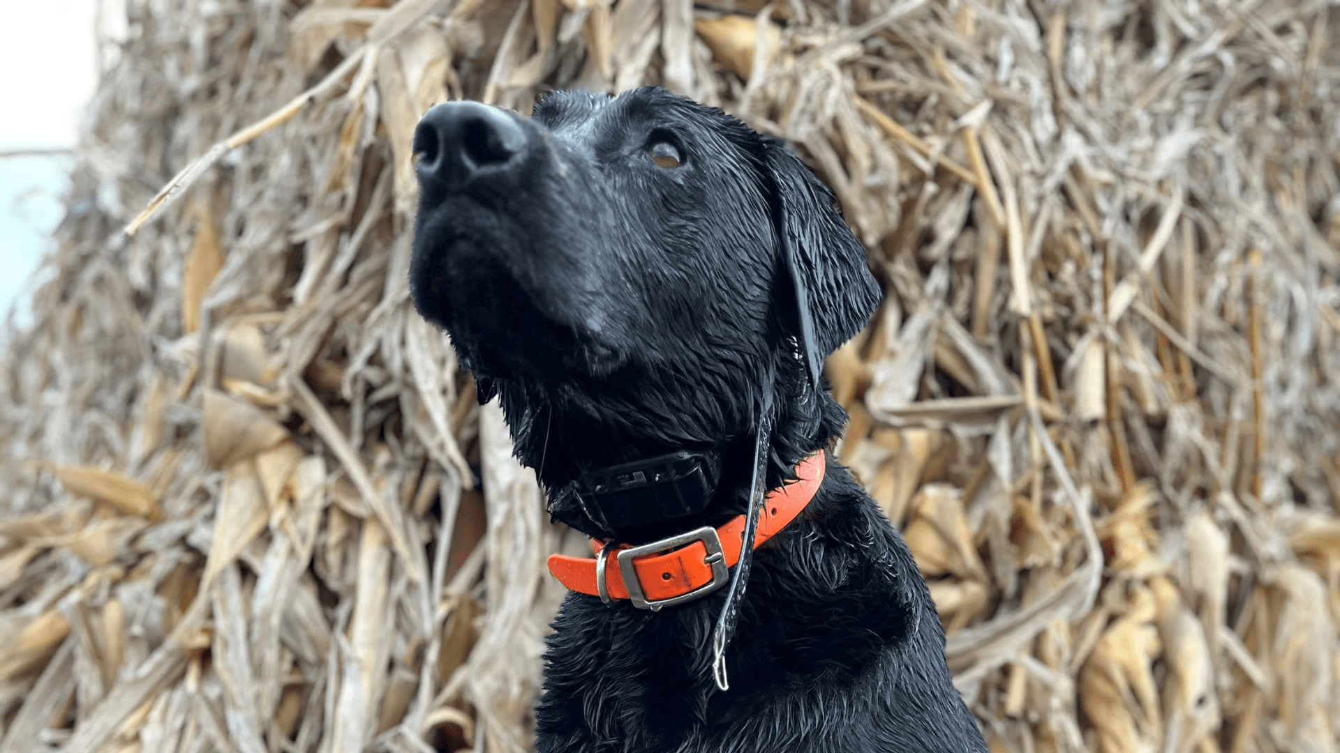 Ironhide Collars - Barrows Outdoor