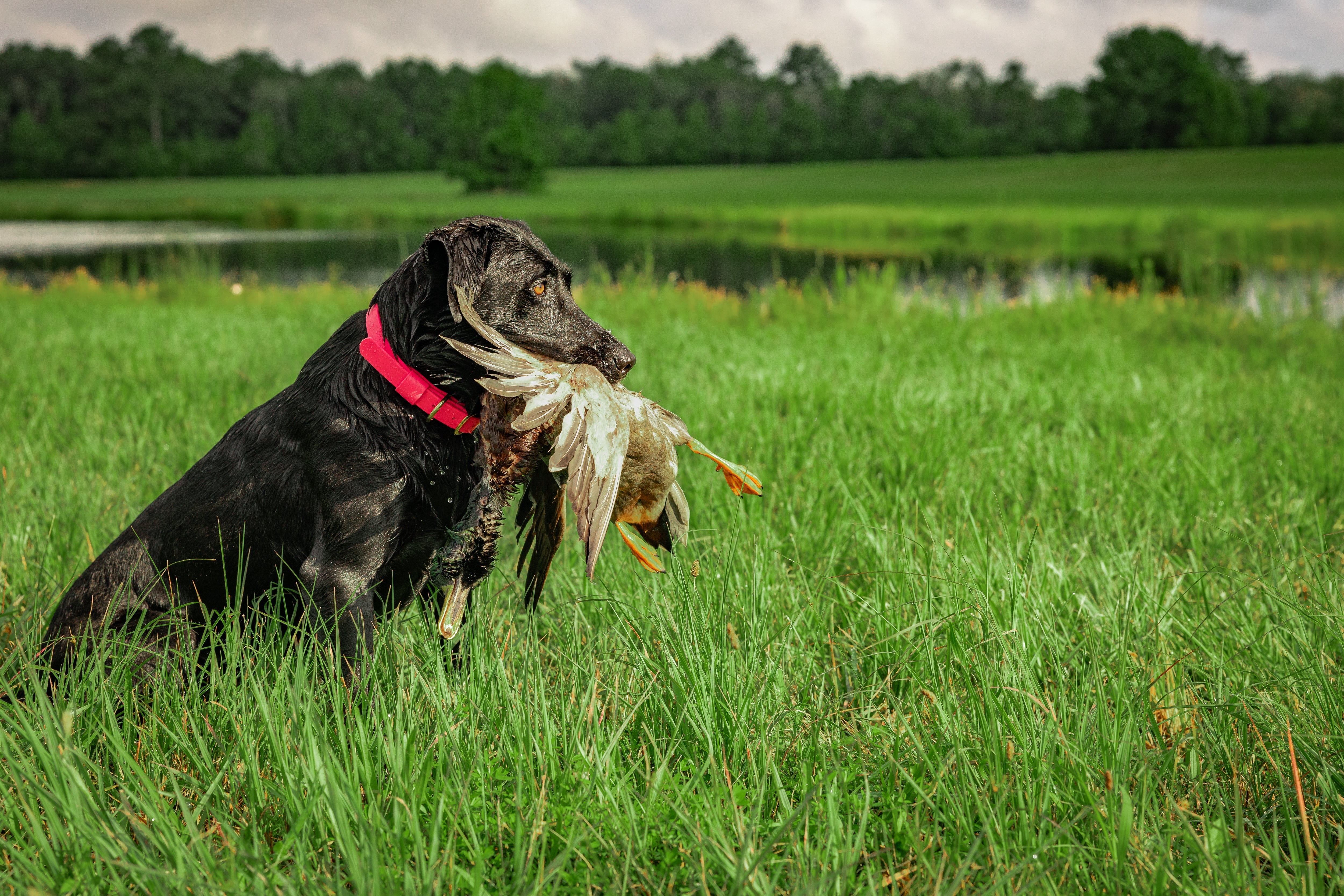 Traditional Dog Collars by Barrows Outdoor | Built for Durability, Comfort & Field Performance - Barrows Outdoor