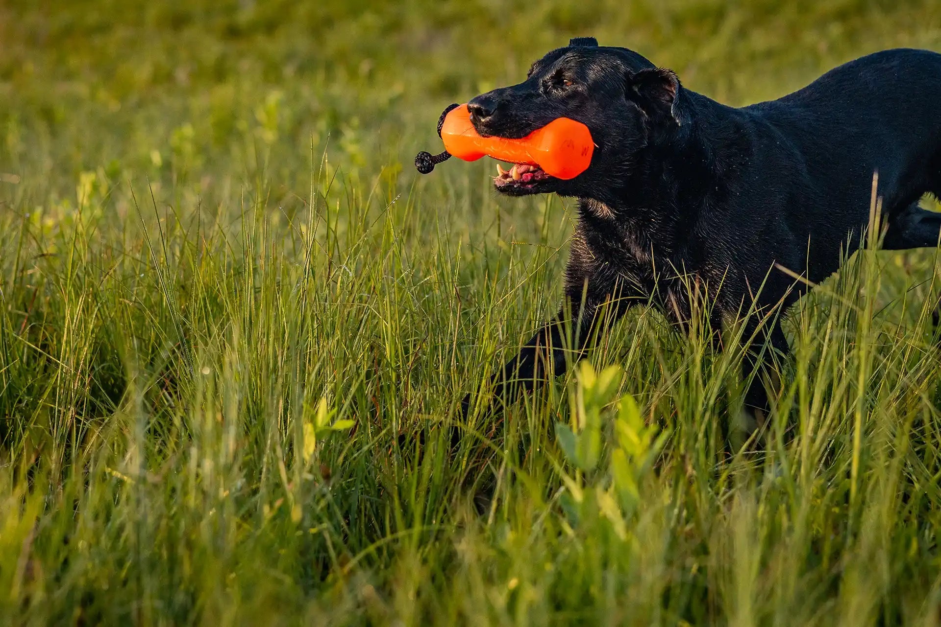 Orange Dog Training Bumper - Barrows Outdoor