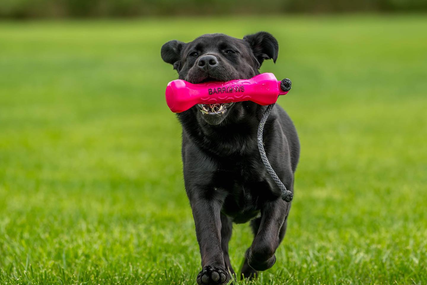 Pink Dog Training Bumper - Barrows Outdoor