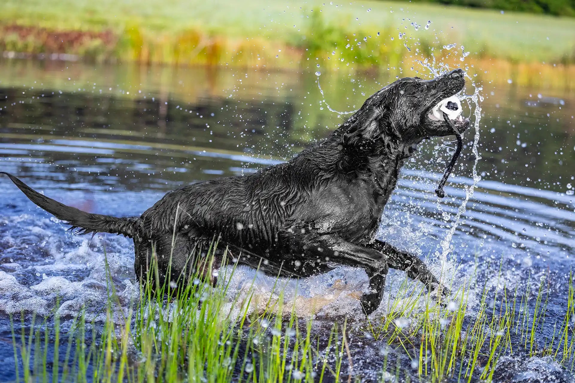 White Dog Training Bumper - Barrows Outdoor