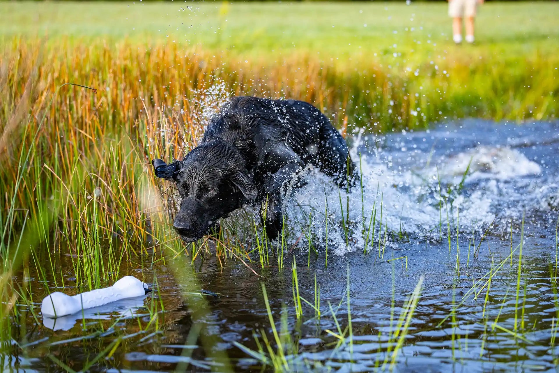 White Dog Training Bumper - Barrows Outdoor