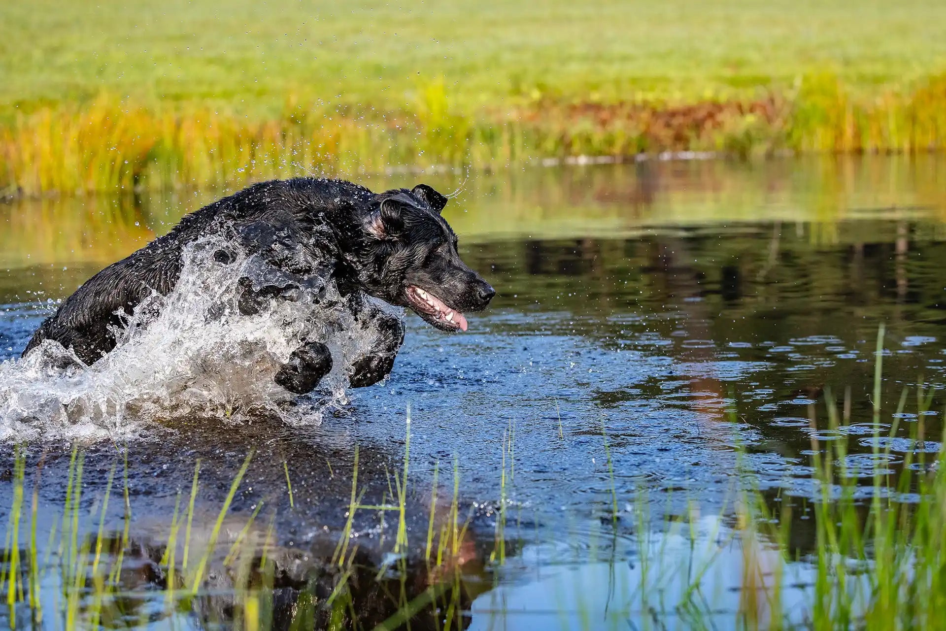White Dog Training Bumper - Barrows Outdoor